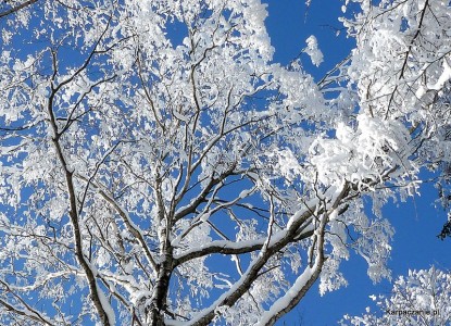 Drzewo zimową porą
